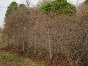 fence of faith grapevine crazy