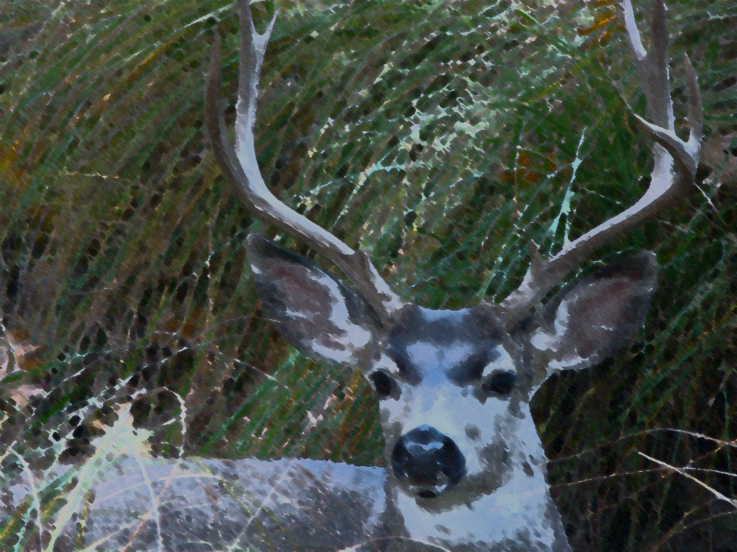 deer image for amenandehmen