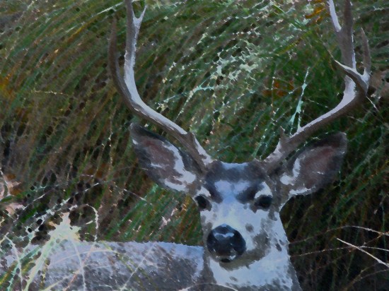 deer image for amenandehmen