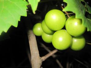 fence of faith grapes