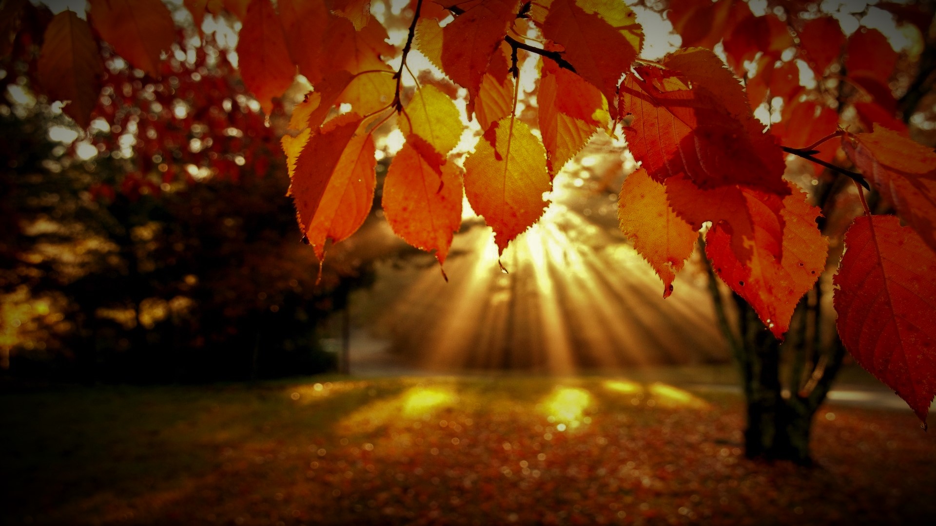 autumn-leaves-borrowed