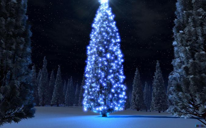 christmas-tree-in-the-forest