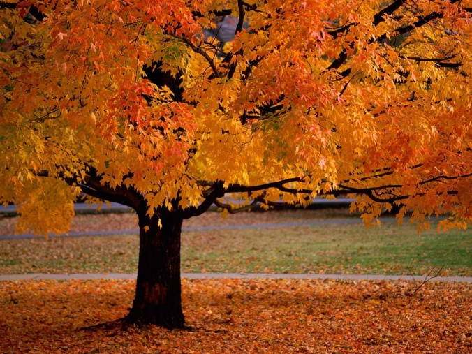 trees-in-autumn-scenery-pics-22174534-1600-1200