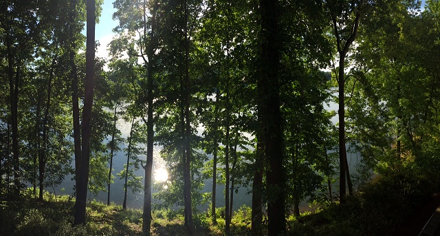 nature shot at stone mountain
