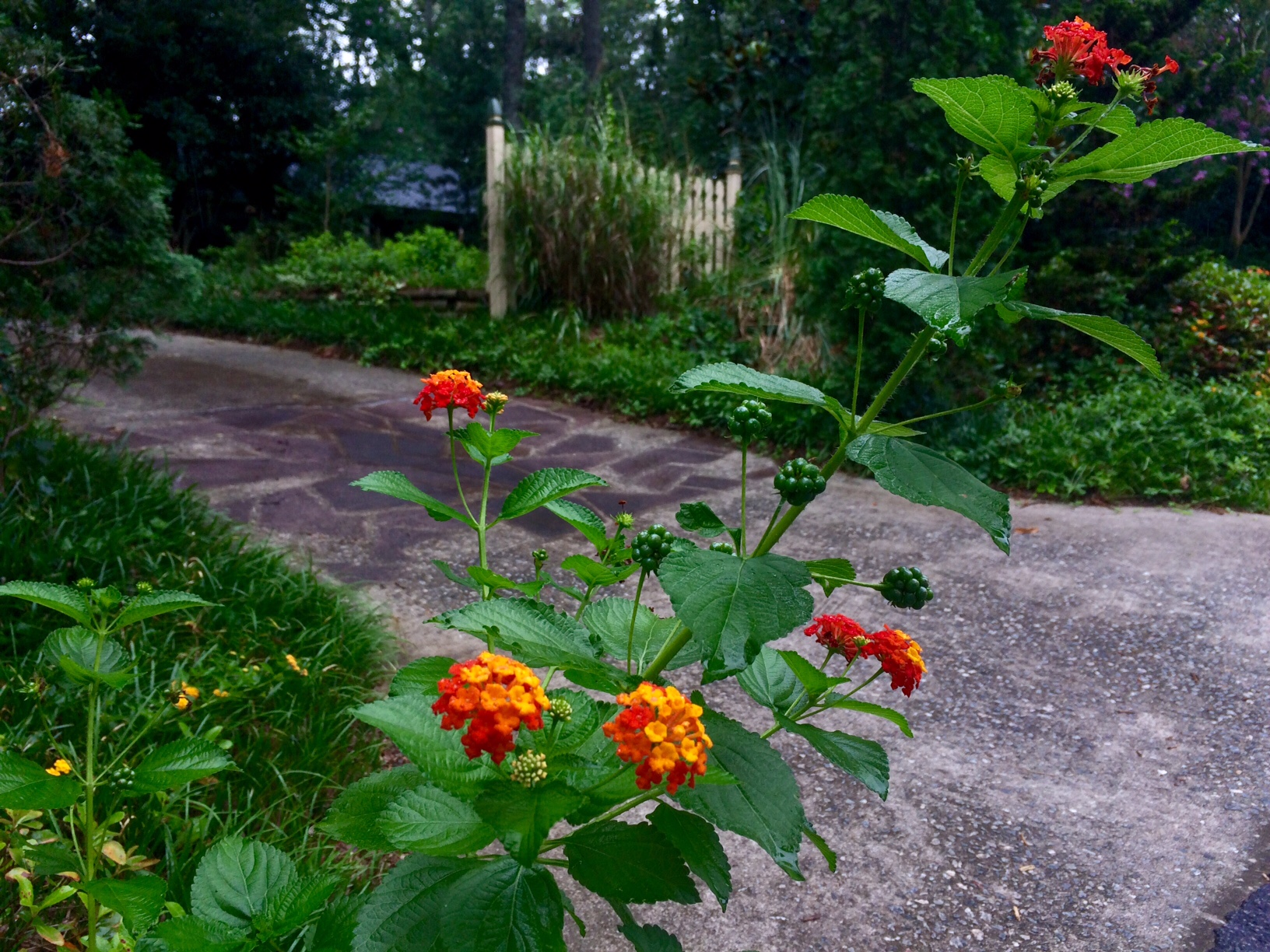 Beautiful flowers and driveway in neighborhood 7.2017